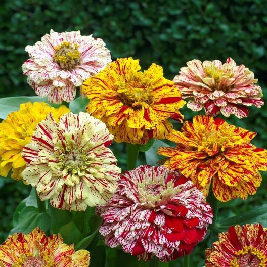 Zinnia Seeds