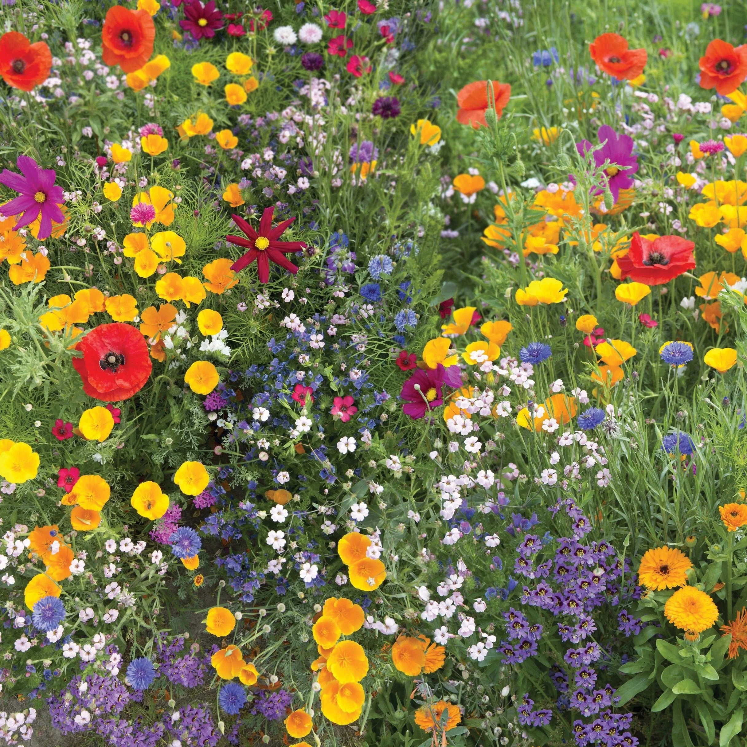 Wildflower Seeds